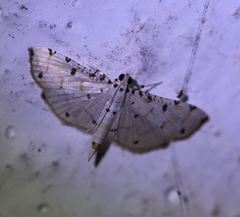 Pycnarmon cribrata