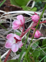 Pyrola asarifolia incarnata