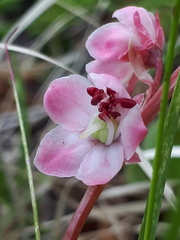 Pyrola asarifolia incarnata