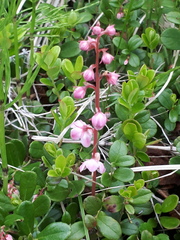 Pyrola asarifolia incarnata