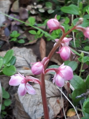Pyrola asarifolia incarnata