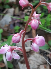 Pyrola asarifolia incarnata