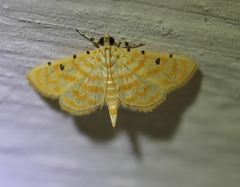 Notarcha aurolinealis