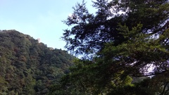 Nothotsuga longibracteata