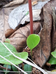 Pyrola asarifolia incarnata