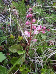 Pyrola asarifolia incarnata