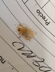 Neohalyzia perroudi