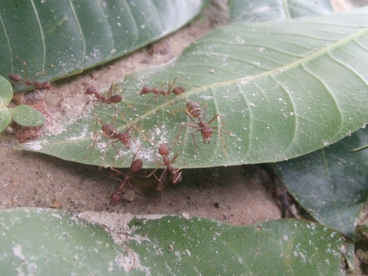 Oecophylla smaragdina