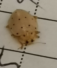 Neohalyzia perroudi