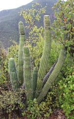 Stenocereus treleasei