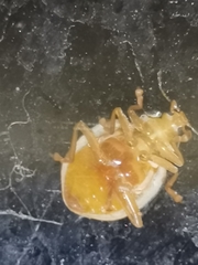 Neohalyzia perroudi
