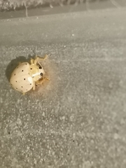 Neohalyzia perroudi