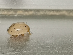 Neohalyzia perroudi