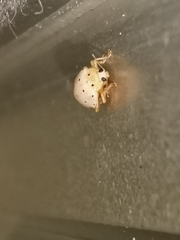 Neohalyzia perroudi
