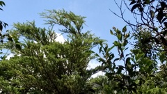 Nothotsuga longibracteata