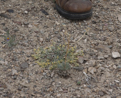 Physaria kingii kingii