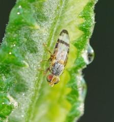 Sphenella ruficeps