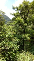 Podocarpus neriifolius
