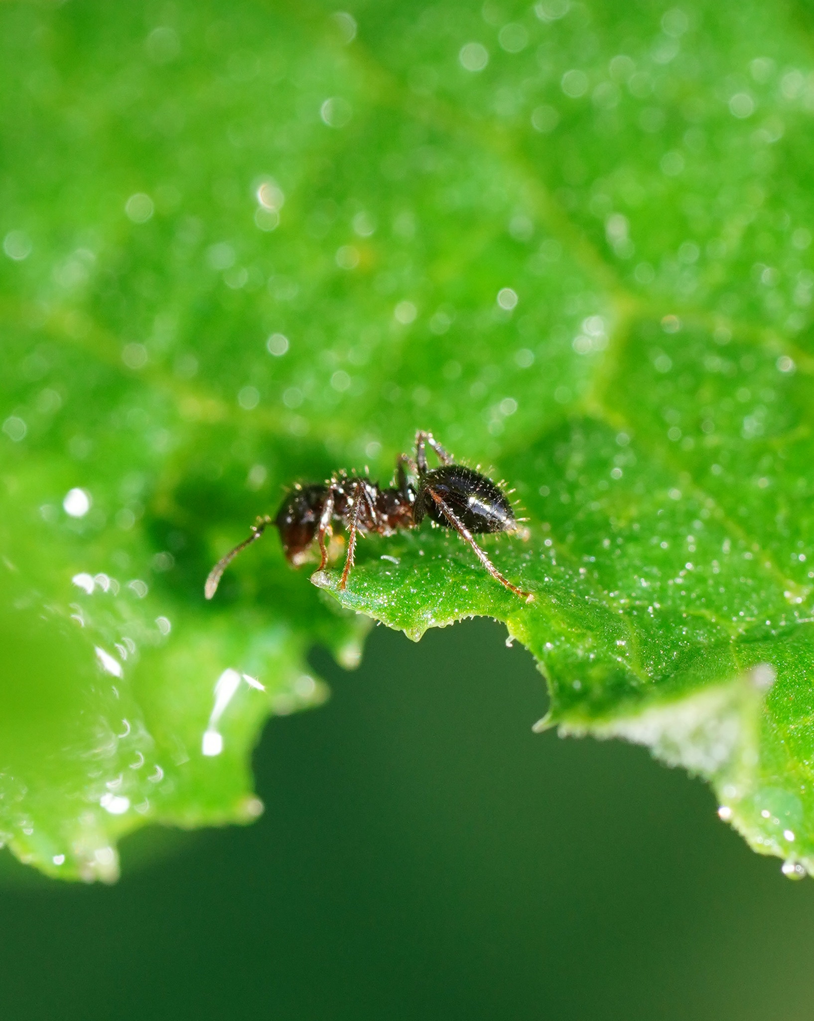 Notoncus ectatommoides