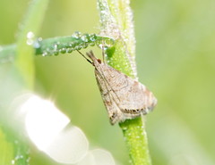 Glaucocharis dilatella