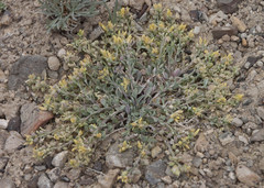 Physaria kingii kingii