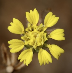 Deinandra bacigalupii