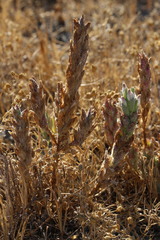 Chloropyron palmatum