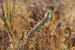 Chloropyron palmatum