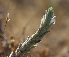 Chloropyron palmatum