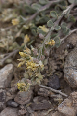 Physaria kingii kingii
