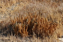 Chloropyron palmatum