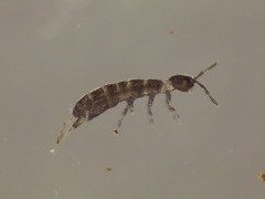 Parisotoma notabilis