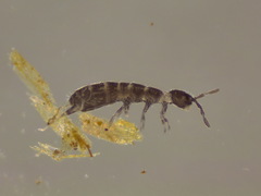 Parisotoma notabilis