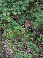 Parisotoma notabilis