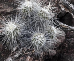 Mammillaria karwinskiana nejapensis