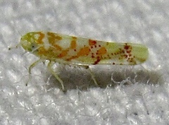 Dikrella maculata