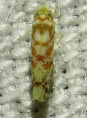 Dikrella maculata