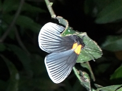 Hades noctula