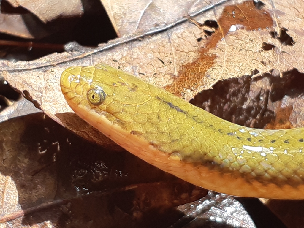Mud Snakes