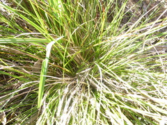 Carex breviculmis