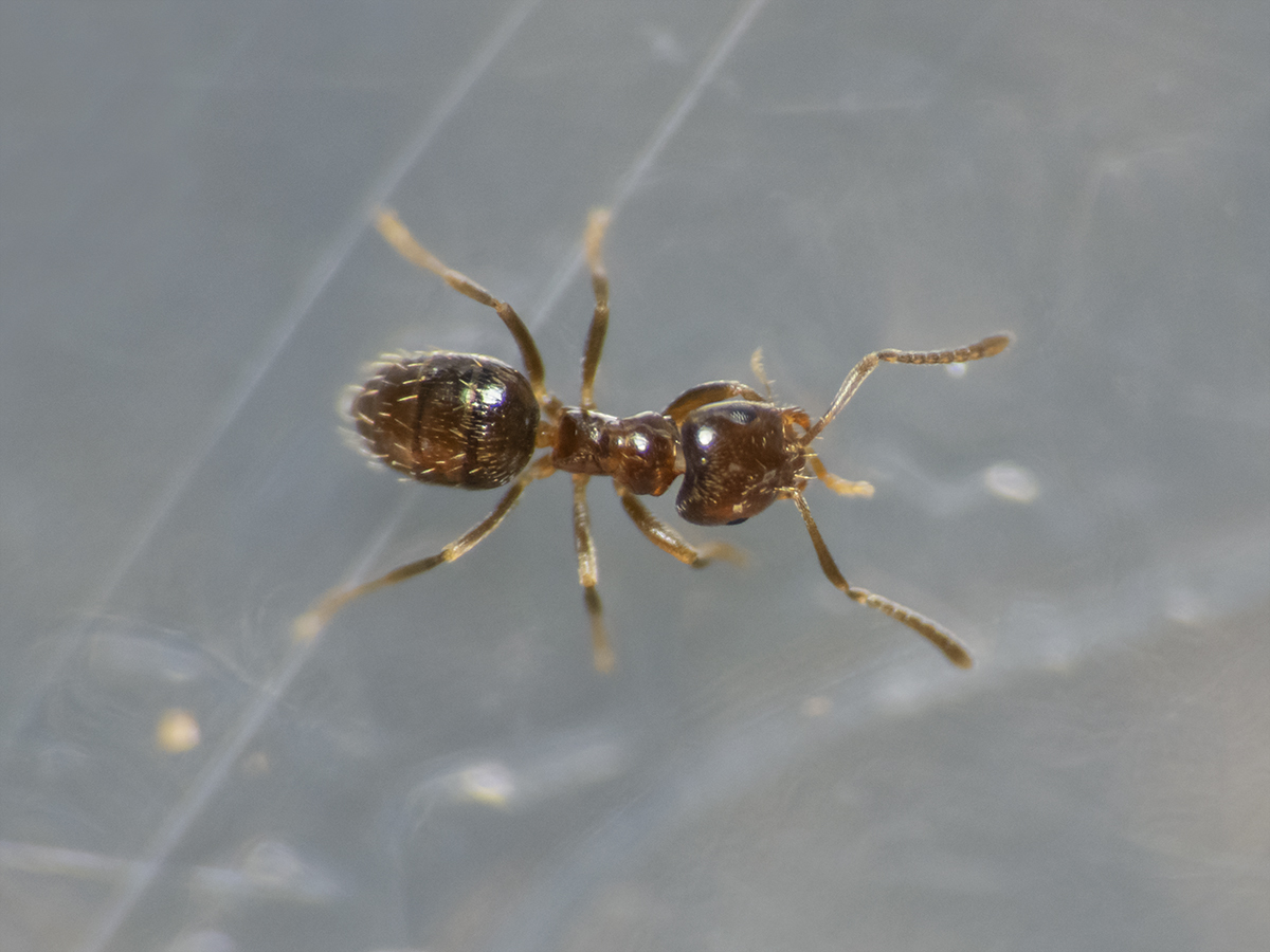 Brachymyrmex
