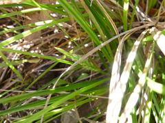 Carex breviculmis