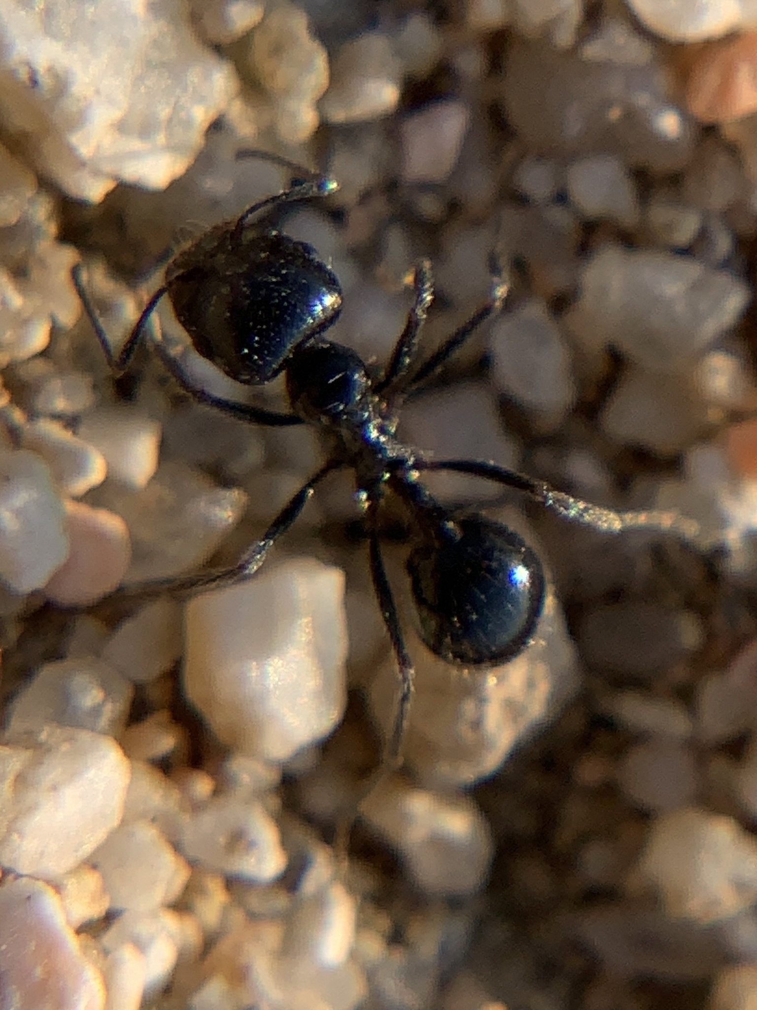 Veromessor pergandei