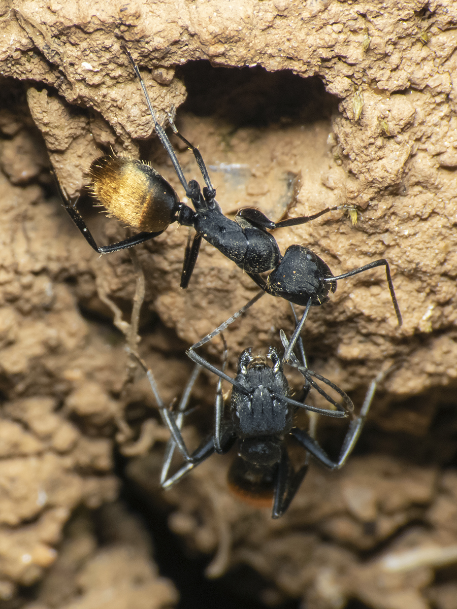 Camponotus chilensis
