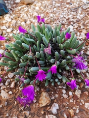 Brianhuntleya intrusa