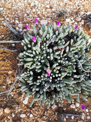 Brianhuntleya intrusa