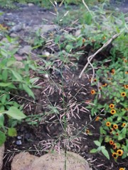 Eragrostis mexicana