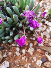 Brianhuntleya intrusa