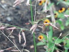 Eragrostis mexicana