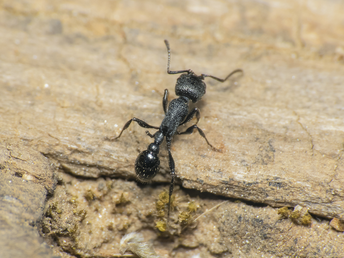 Patagonomyrmex angustus